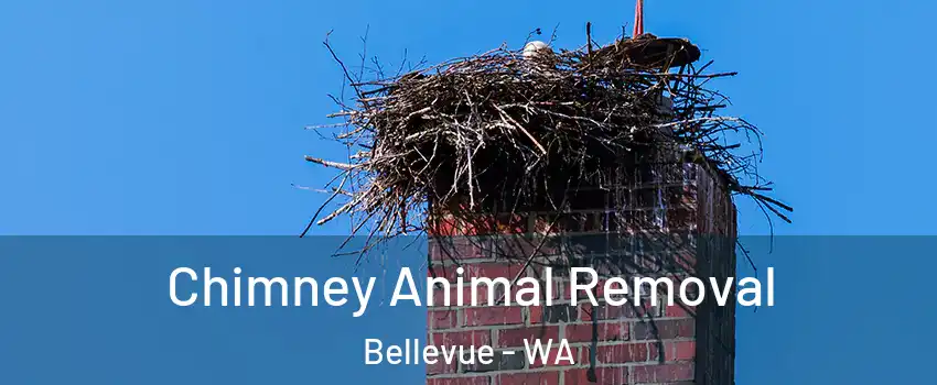 Chimney Animal Removal Bellevue - WA