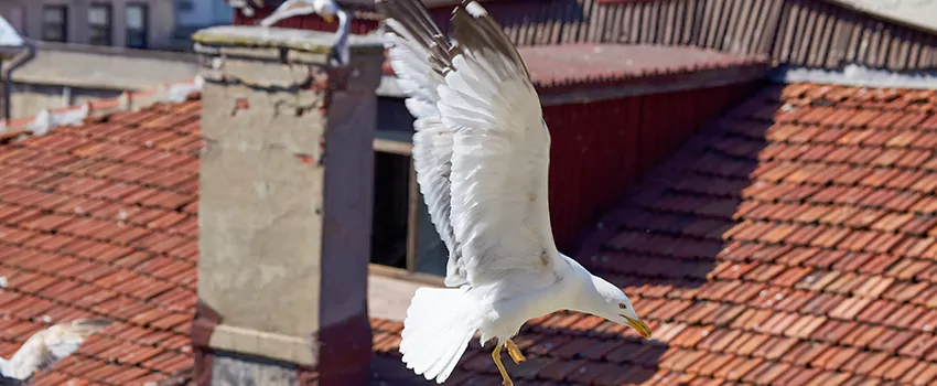 Residential Chimney Animal Removal Solution in Bellevue, WA