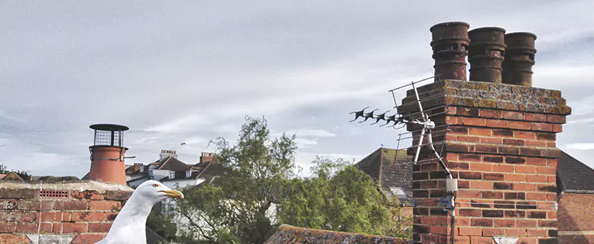 Chimney Cleaning And Restoration in Bellevue, Washington